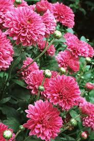 Check spelling or type a new query. 18 Best Fall Flowers And Plants Flowers That Bloom In Autumn