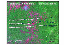 Image result for Trachyphrynium braunianum