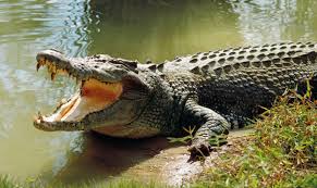 Danau terbesar di dunia yang terakhir adalah danau toba. Buaya Disikat Adalah Buaya Terbesar Di Dunia Saiz Dan Kekuatan Gigitan Habitat Pemangsa