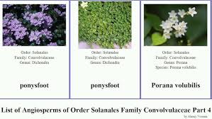 Image result for Merremia kentrocaulos