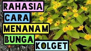 Bagi kalian yang mencari gambar bunga matahari, di bawah ini juga telah kami sajikan gambar bunga. Rahasia Cara Menanam Bunga Kolget Matahari Mini Youtube