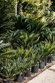 Image result for Cycas thouarsii