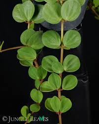 Image result for Peperomia tetraphylla