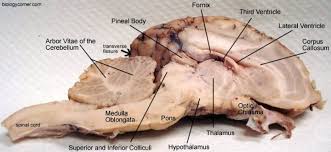 Sheep Brain Dissection Guide Brain Anatomy Nerve Anatomy Anatomy