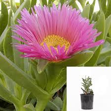 Image result for Carpobrotus