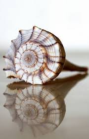 Llucia Coquillage De Mer Art Coquillage Coquillage