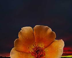 They have such a power to brighten our day and the day of our friends when we stumble upon them while scrolling our news sharing a pic helps us create more inspirational images for a fresh morning start! Good Morning Flower Amazing Pictures Flowers By Michael Taggart Photography Amazing Pictures By Michael Taggart Photography