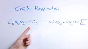 Biology Organic Chemistry What Is The Equation For Respiration Youtube