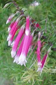 Bush Fuchsia Love Remedies Australian Flower Essences Nervousness