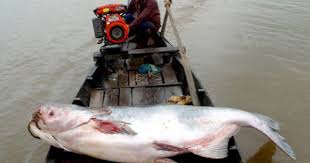 Dev Mekong Yayin Baligi Cok Buyuk Olmasi Yaklasik 293 Kg Nedeniyle Oldukca Degerli Olan Yayin Baligi Su Anda Tayland Laos Ve Kamb Laos Kambocya Hayvanlar