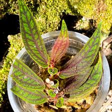 Image result for Vahlia digyna