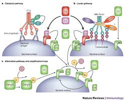 Image result for Complement Pathway