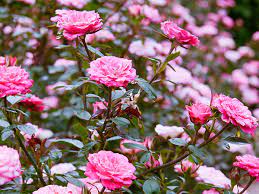 How to care for roses in the winter modern glam 5 tips for pruning roses like a pro ga. Rose Care Checklist Chicago Botanic Garden