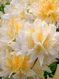 Image result for Rhododendron molle