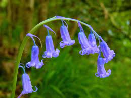 Pin On Bluebells
