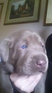 Labrador retriever puppies for sale. Silver Labrador Puppies For Sale Pennsylvania