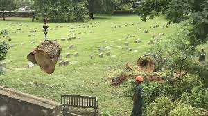 Tree service near me free wood chips. Best Tree Removing Services In Uae Afnan Garden Design And Landscaping