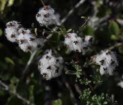 Image result for Eriocephalus racemosus