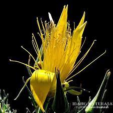 The Exquisit Beauty Of Blazing Star Mentzelia Laevicaulis Wildflowers Nature Beautiful Bright Wild Nativepl Wild Flowers Native Plants Yellow Flowers