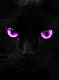 Beautiful Black Cat With Purple Eyes Beautiful Things Purple Cat Black Cat Art Cute Black Cats