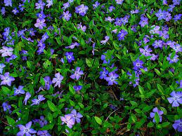 I live in massachusetts too and have a number of different types of wild ground cover and vine plants. Amazon Com Vinca Minor Qty50 Vine Plants Garden Outdoor