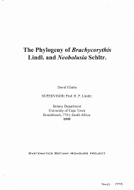 Image result for Brachycorythis buchananii