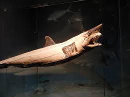 Here you can explore hq goblin shark transparent illustrations, icons and clipart with filter setting like size, type, color etc. Posts About The Leonardo On The Eclectic Expeditions Goblin Shark Shark Sea Creatures