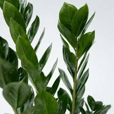 Image result for Zamiokulkas Zamioculcas