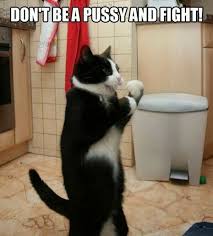 funny cat pictures 猫 写真 猫 ねこ