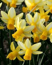 Narcissus Mother Duck In 2020 Bulb Flowers Narcissus Narcissus Bulbs