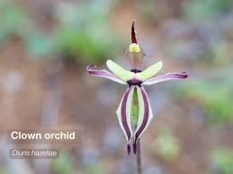 Image result for Hyparrhenia madaropoda