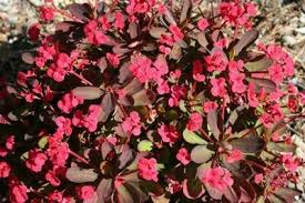 Image result for Euphorbia williamsonii