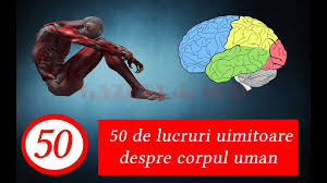 Cantareste circa 360 de grame si masoara peste 20 de centimetri, incepe dezvoltarea 25 saptamani: 50 De Lucruri Uimitoare Despre Corpul Uman Gazeta De Sud
