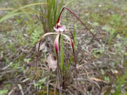 Image result for Gnidia chapmanii