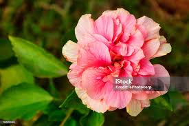 Image result for Hibiscus mutabilis