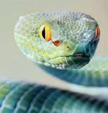 Self Study E Books Animals Animals Beautiful Snake Photos