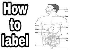 Guided notes and google slides also available for the digestive system. Human Digestive System Labelling For Kids Youtube