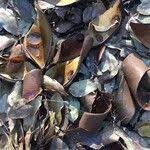Image result for Brachystegia spiciformis × microphylla