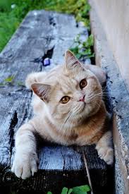 M Kalemci Adli Kullanicinin Kedi Panosundaki Pin Goruntuler Ile Yavru Kediler Sevimli Kediler Kediler Ve Yavrulari