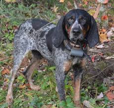 There are two types of black and tan coonhounds: Hunting Bluetick Coonhounds