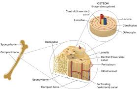 Compact bone diagram osteon compact bone ap pinterest anatomy human anatomy and. Microscopic Anatomy Of Bone Course Hero