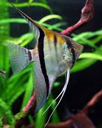 Wondering How To Keep Your Angelfish Happy And Healthy Head Over To The Angelfish Caresheet For The Basics Aquariums Angel Fish Aquarium Fish Fish