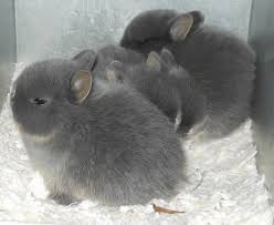I have netherland dwarf otter baby's 2 girls and 1 boy been handled every day looking for a loving forever home collection easington village or if not to far can drop of for extra. Netherland Dwarf Rabbits For Sale In Ettrick Wi Usa Rabbit Breeders