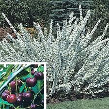 An early bloomer each spring with deep pink blossoms and a mature height of up to 30 feet. Dwarf Flowering Cherry Direct Gardening