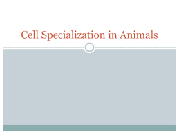 We did not find results for: Cell Specialization In Animals