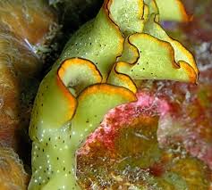 Image result for Elymandra grallata