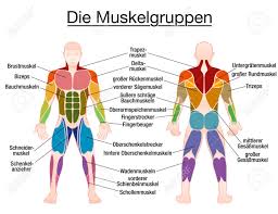 Muscle Chart German Labeling Most Important Muscles Of The