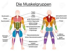 muscle chart german labeling most important muscles of the