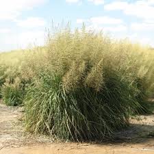 Image result for Sporobolus panicoides