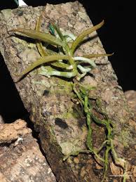 Image result for Angraecum cultriforme